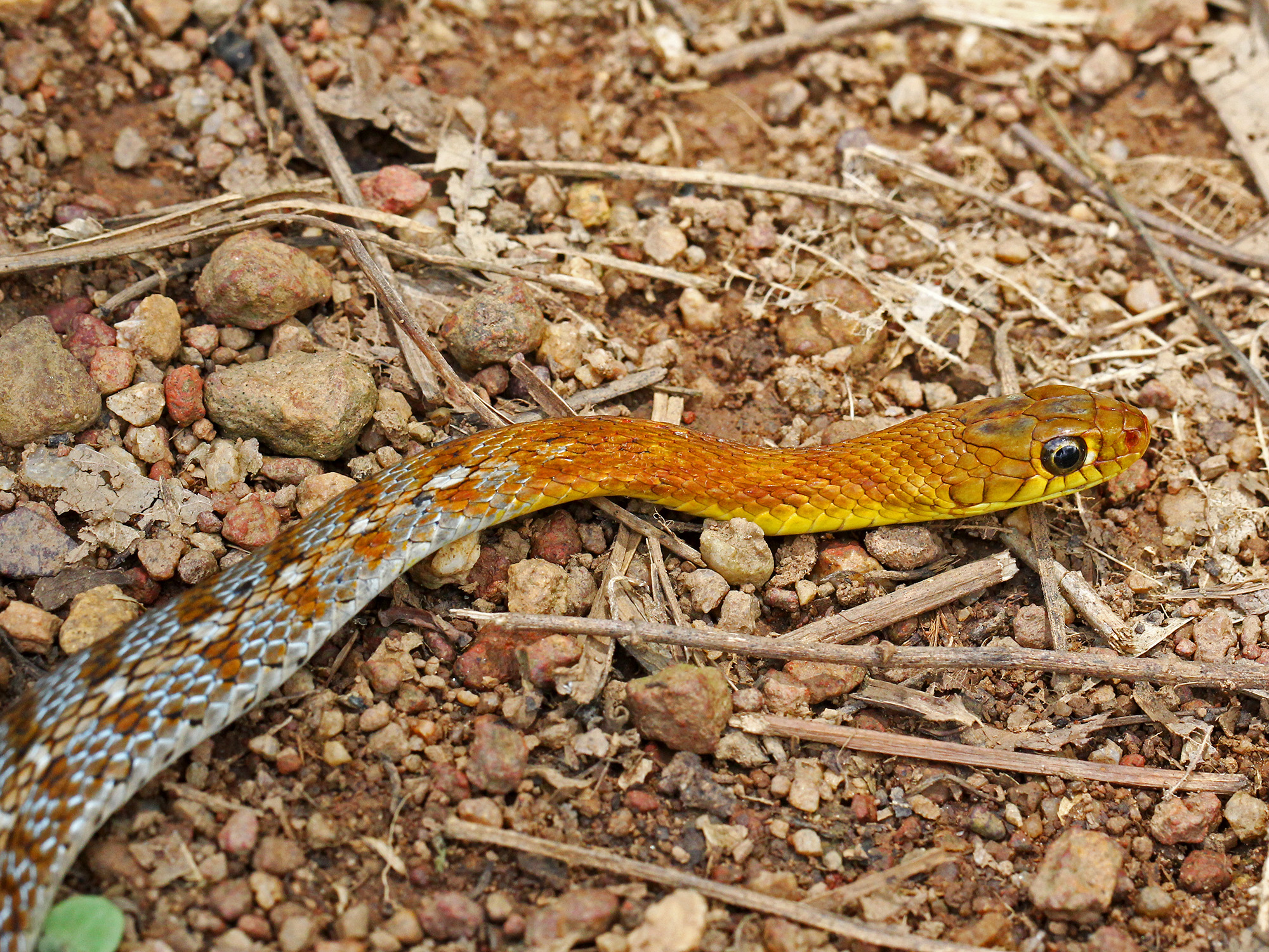 Buff Striped Keelback(Amphiesma stolatum) from Z village